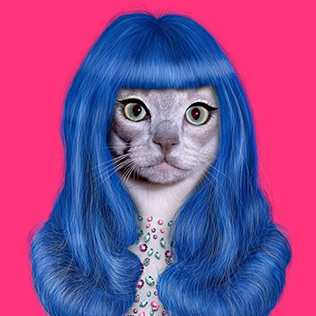 7. Pets Rock